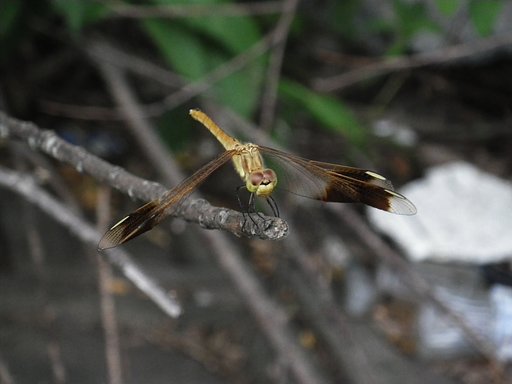 ミヤマアカネ♀　
