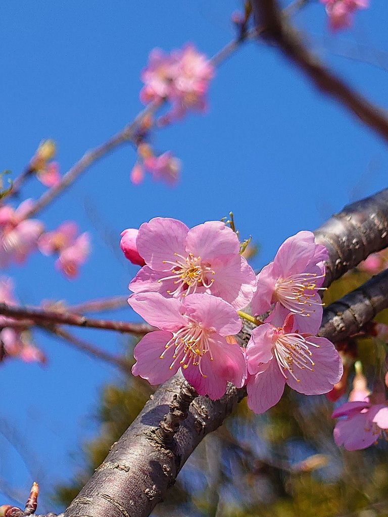 早春の河津（？）桜