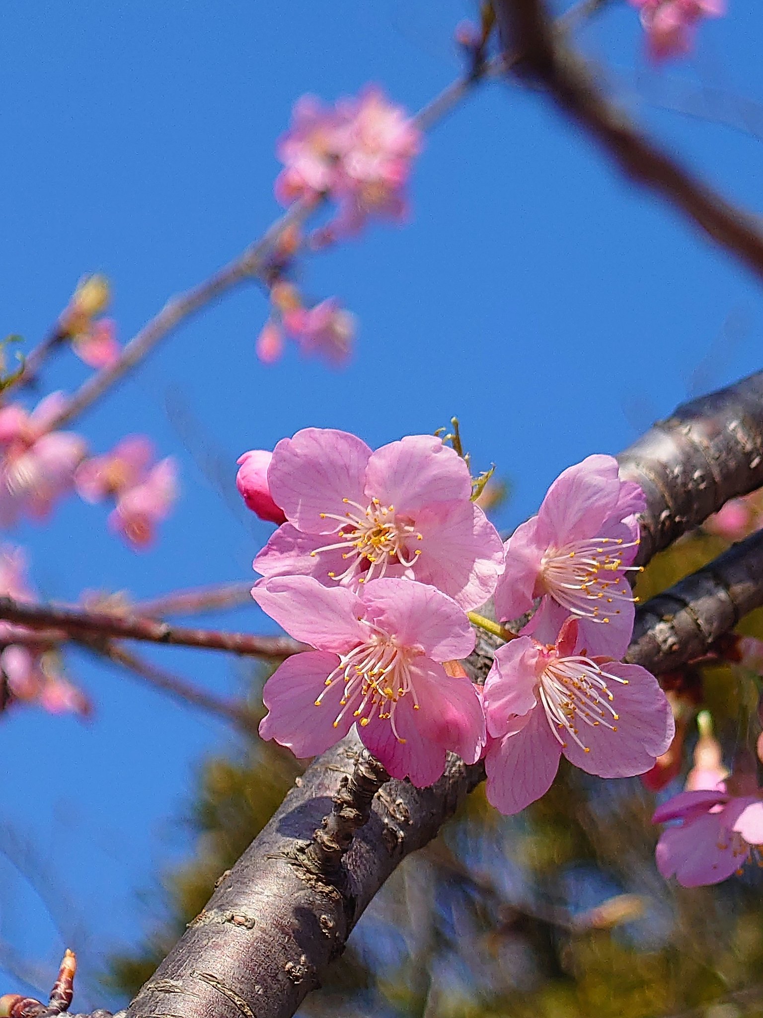 早春の河津（？）桜