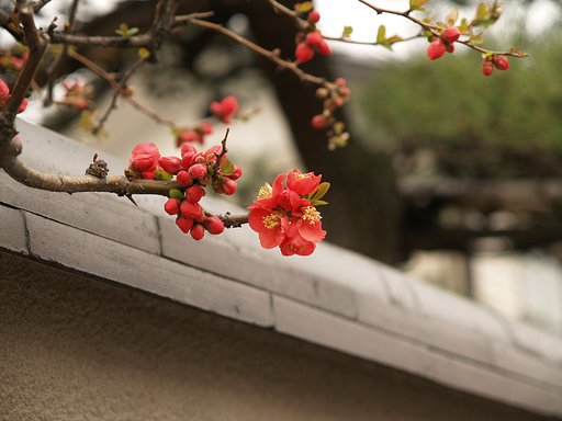 失礼します