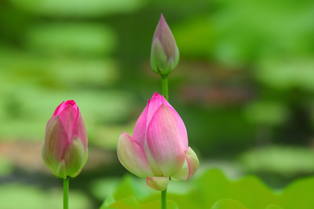 蕾　三様