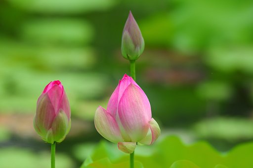 蕾　三様
