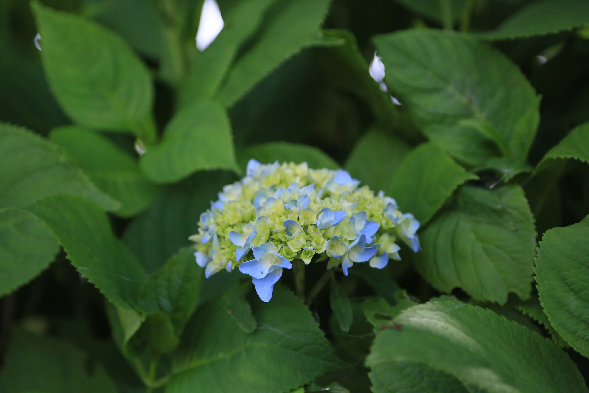 紫陽花の子供