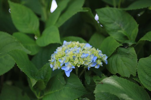 紫陽花の子供