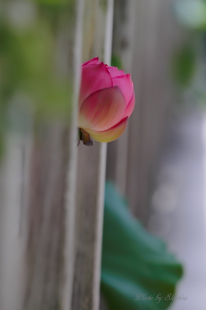 こんにちは。　＾＾ｖ　だって。