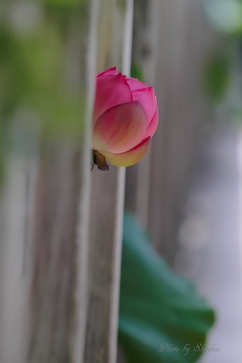 こんにちは。　＾＾ｖ　だって。