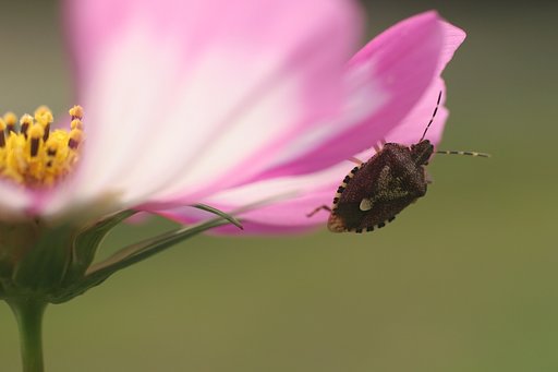 コスモスの花で・・・