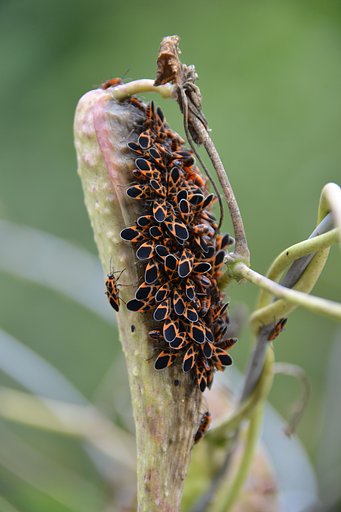 ヒメジュウジナガカメムシ