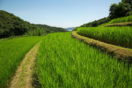 瀬戸の棚田
