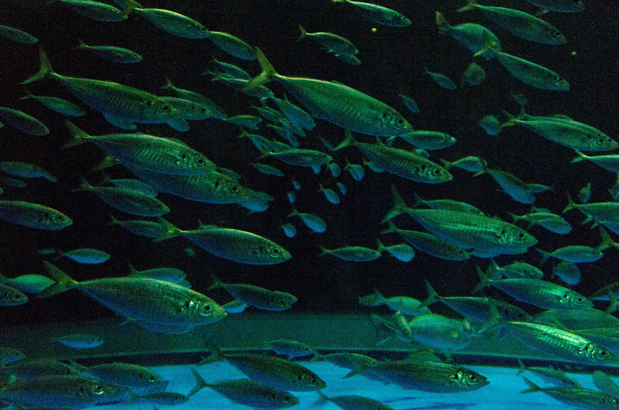 水族館