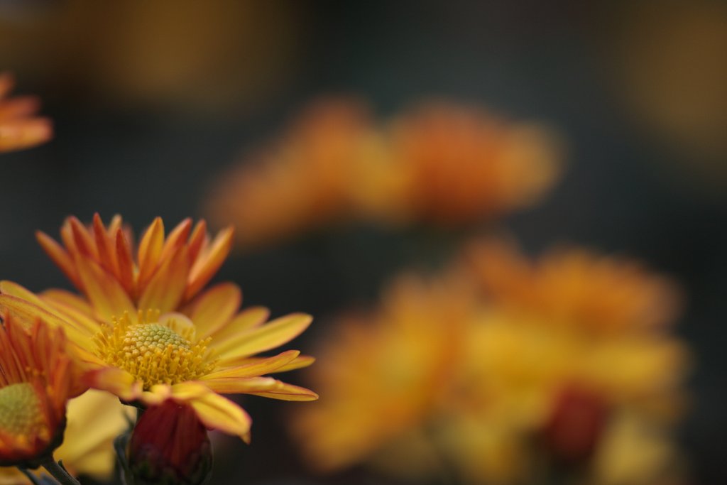菊　２
