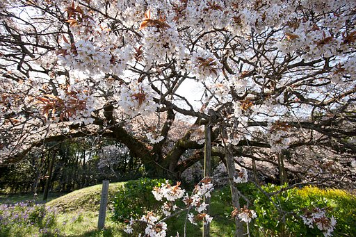 桜降る