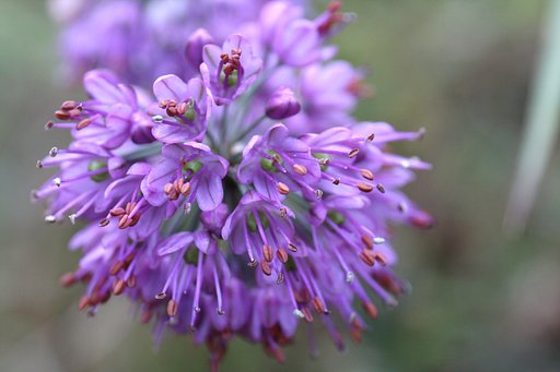 野に咲く花火