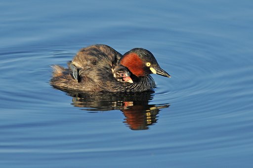 【いのち】カイツブリのおんぶ雛
