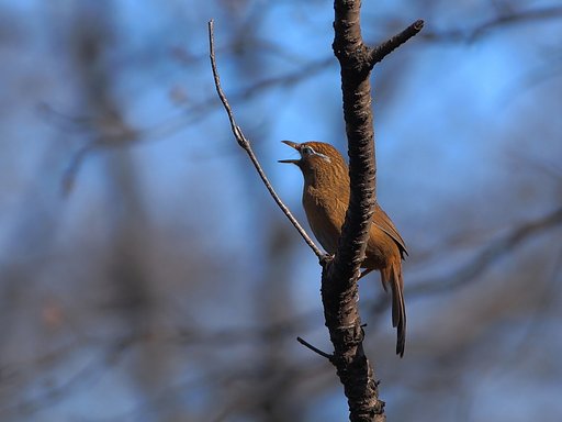 林の高鳴り