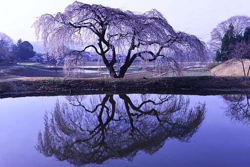 花園の枝垂れ桜