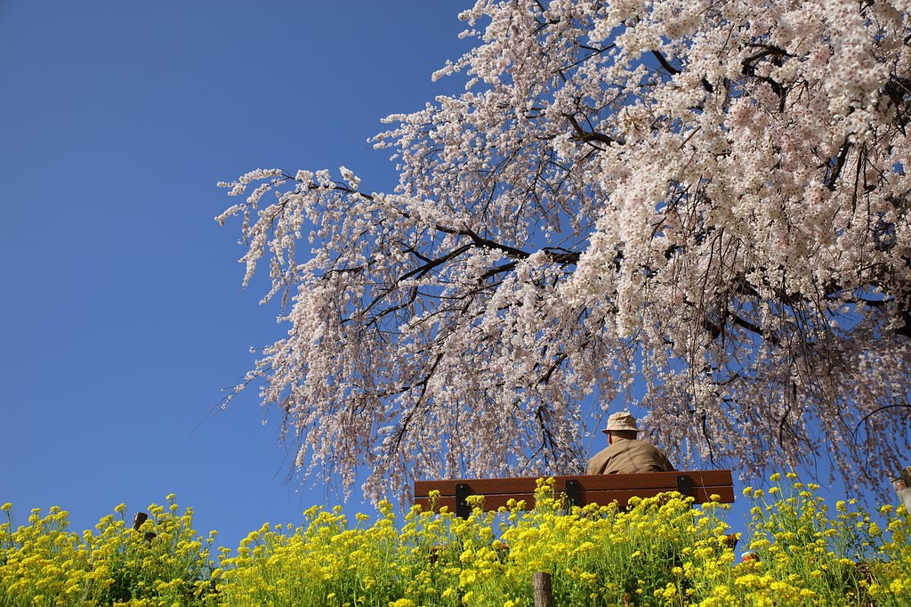 老人と桜