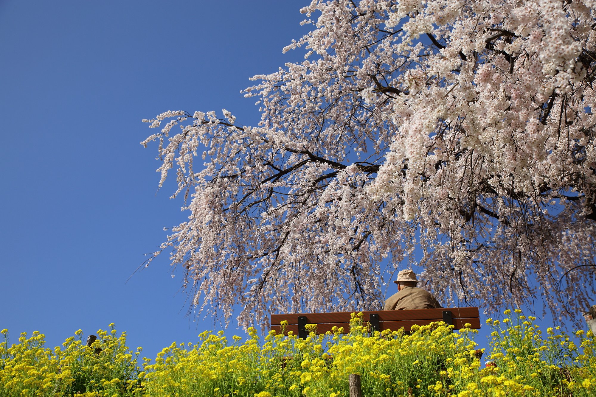 老人と桜
