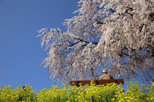 老人と桜