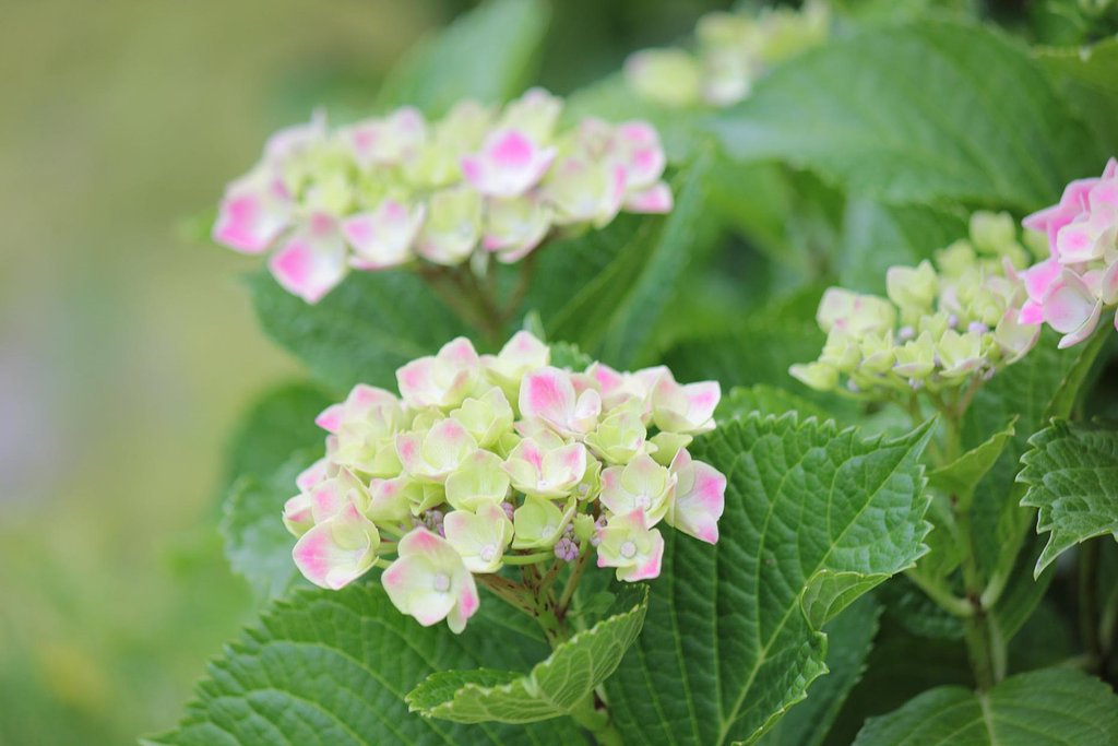 ふんわり紫陽花