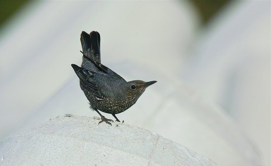 イソヒヨドリ♀