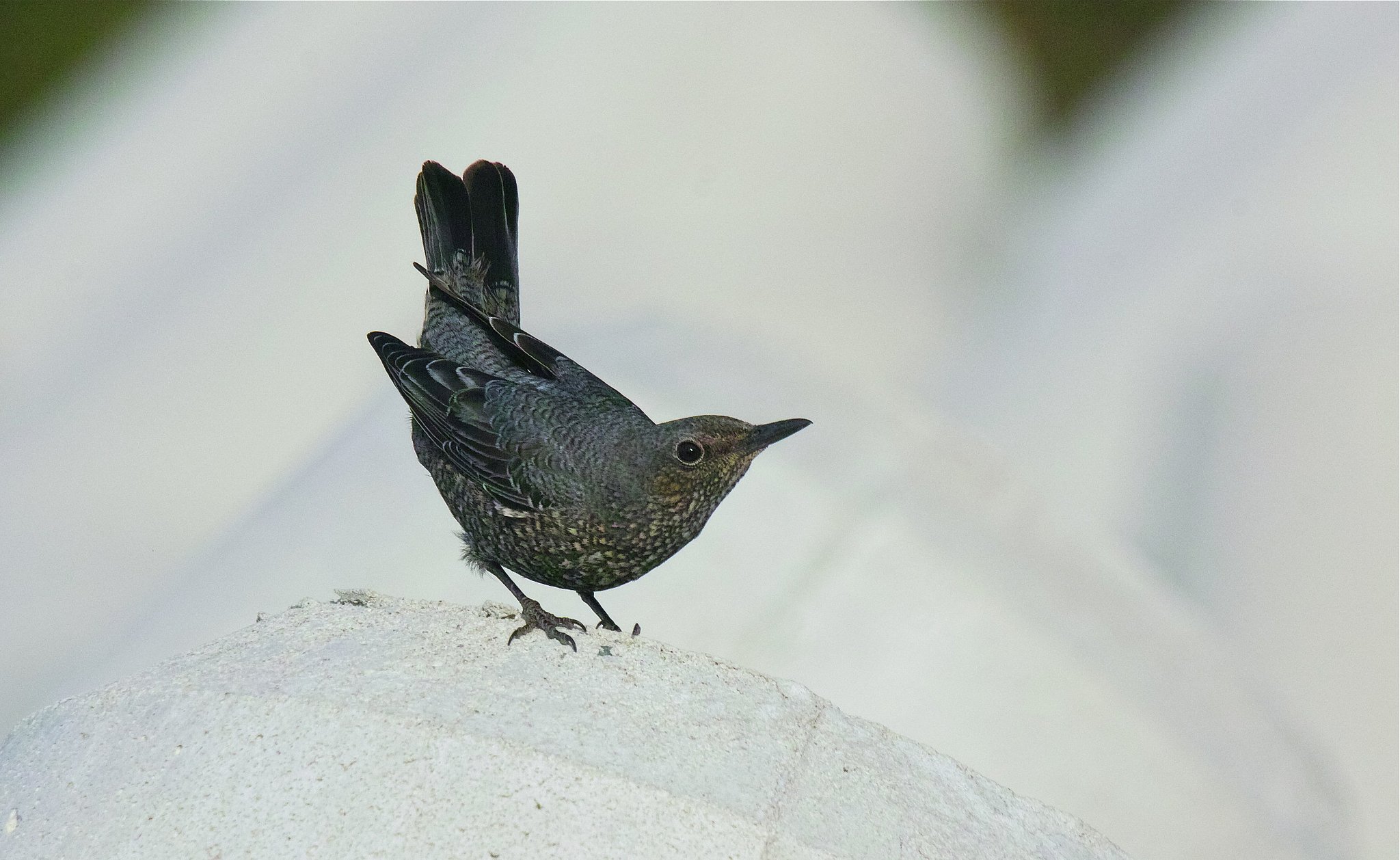 イソヒヨドリ♀