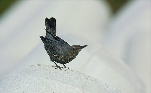 イソヒヨドリ♀