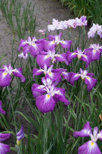 菖蒲