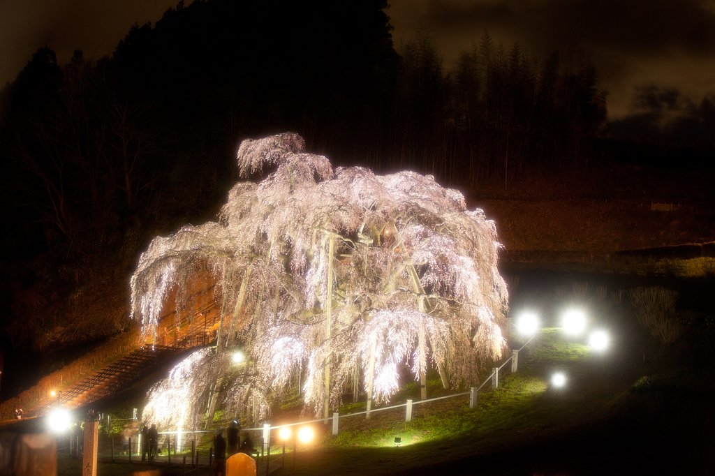 桜の雪洞
