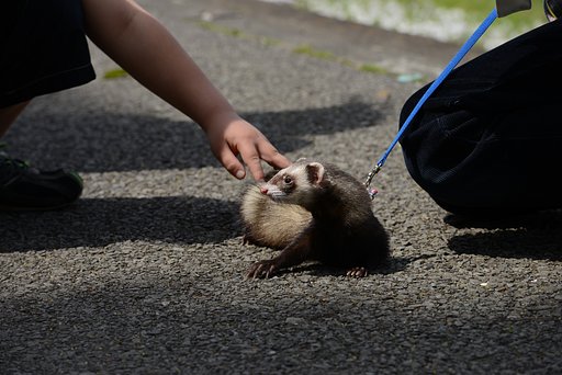 小さな獣