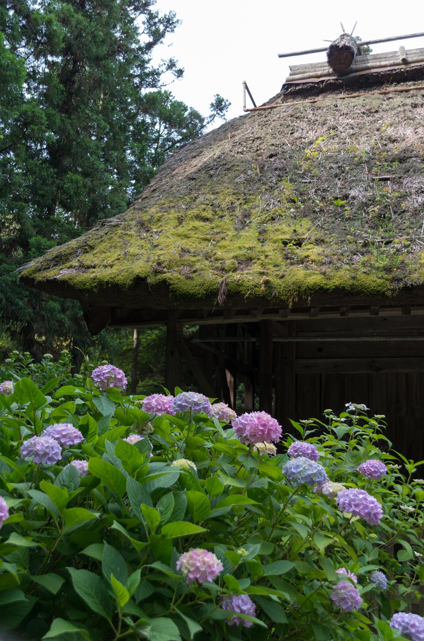 【影】あばら家に紫陽花