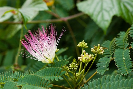 合歓の木の花。
