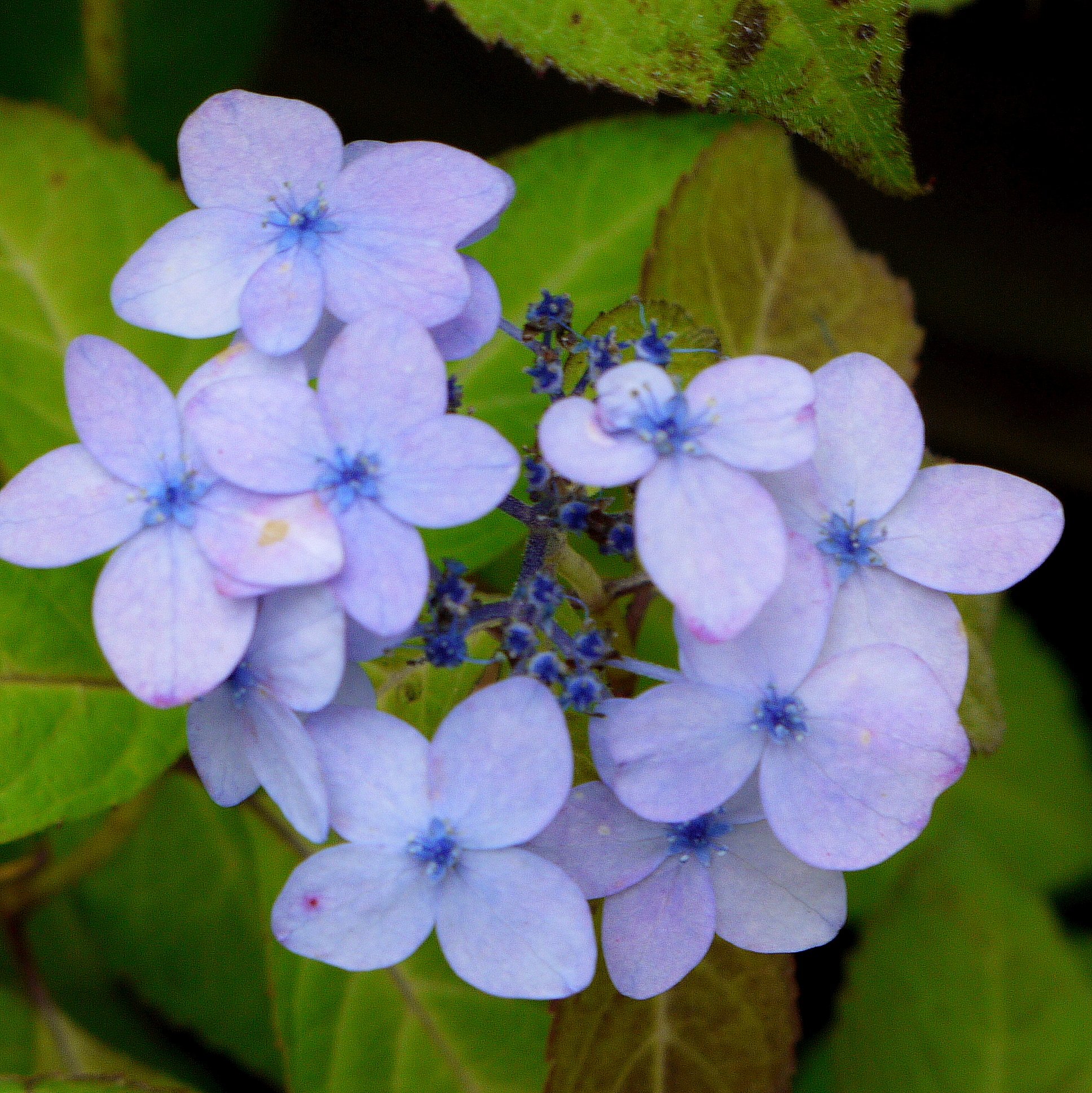 紫陽花　D