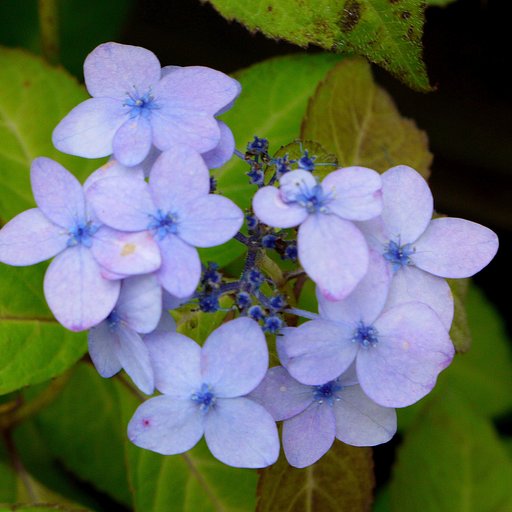 紫陽花　D