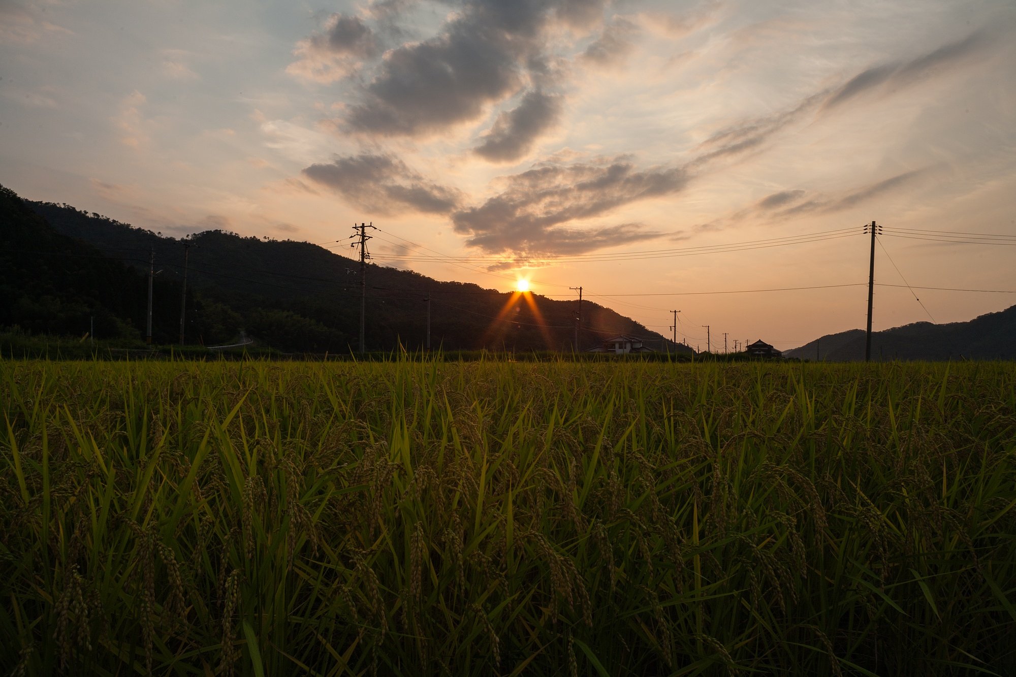 ヒエ取り中に夕焼けが・・。