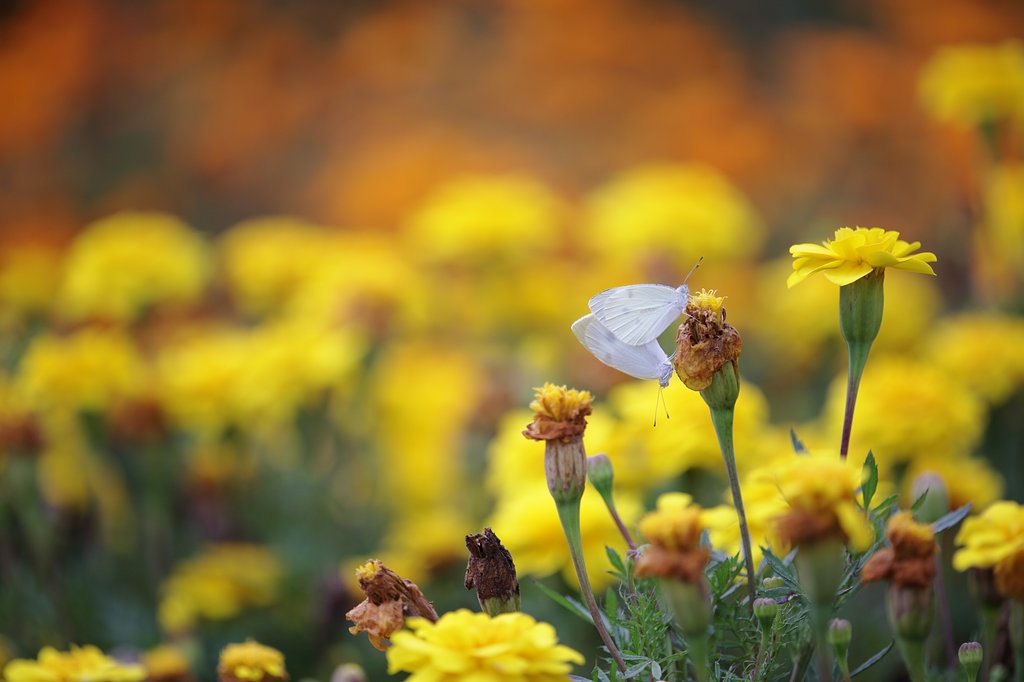 まさしく愛の花園