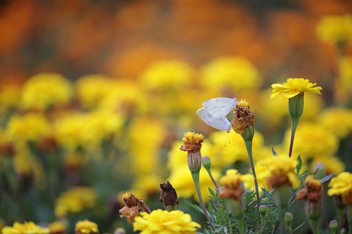 まさしく愛の花園