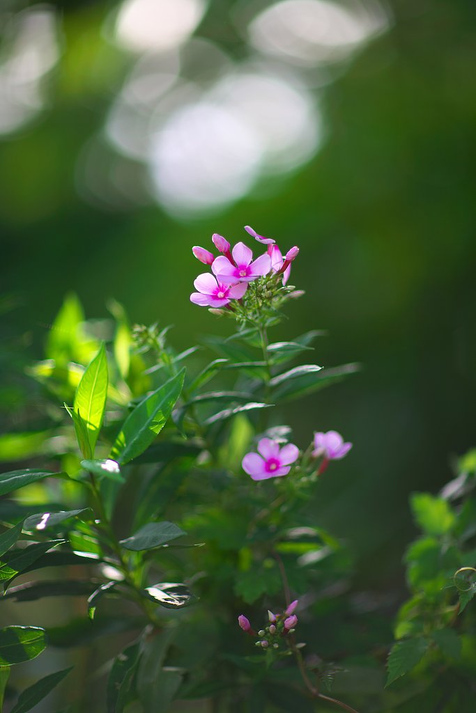 庭の花