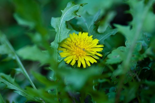 タンポポの花に蟻が・・。