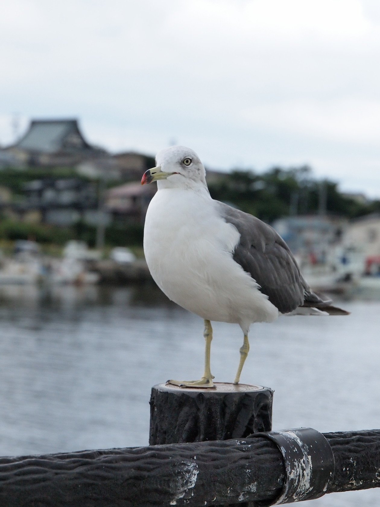 蕪島のウミネコ