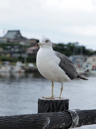 蕪島のウミネコ