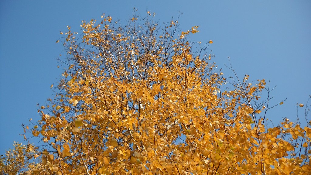 紅葉6