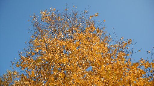 紅葉6