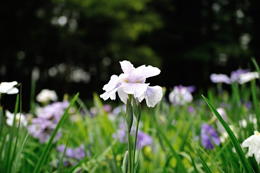 花菖蒲が見頃に！