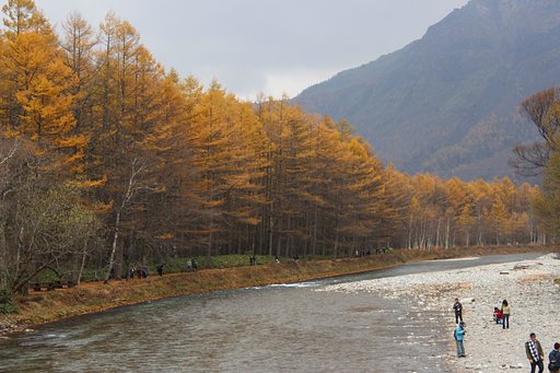上高地カラマツの紅葉