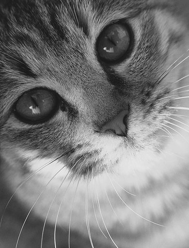 【M】ねこ
