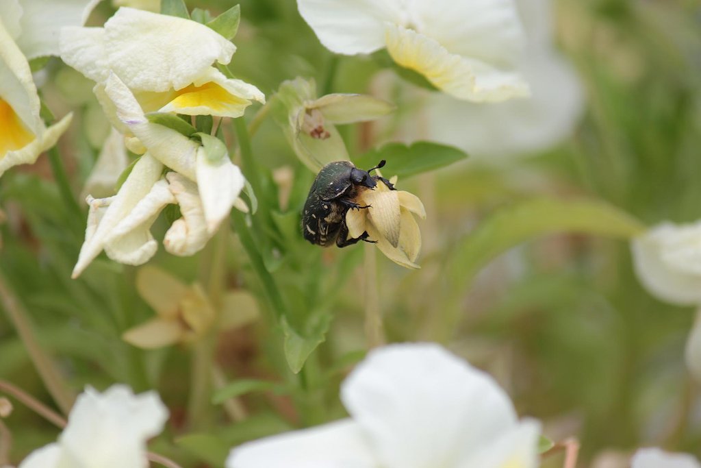 ビオラの花に