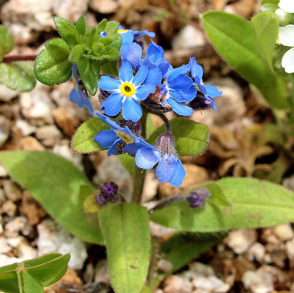 教えて花の名前