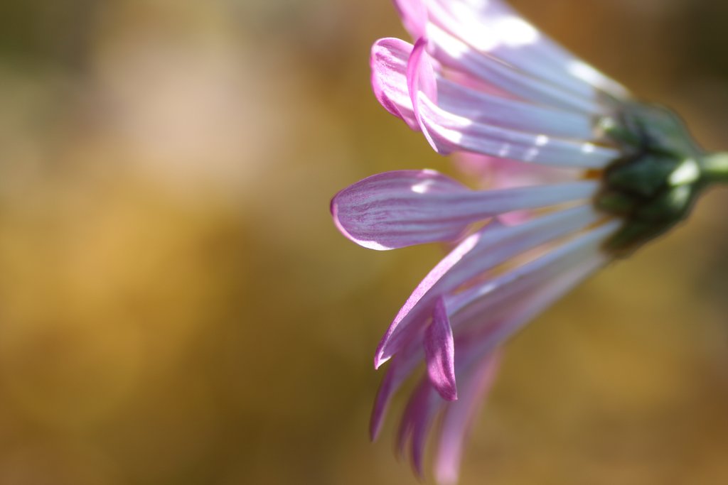菊　６