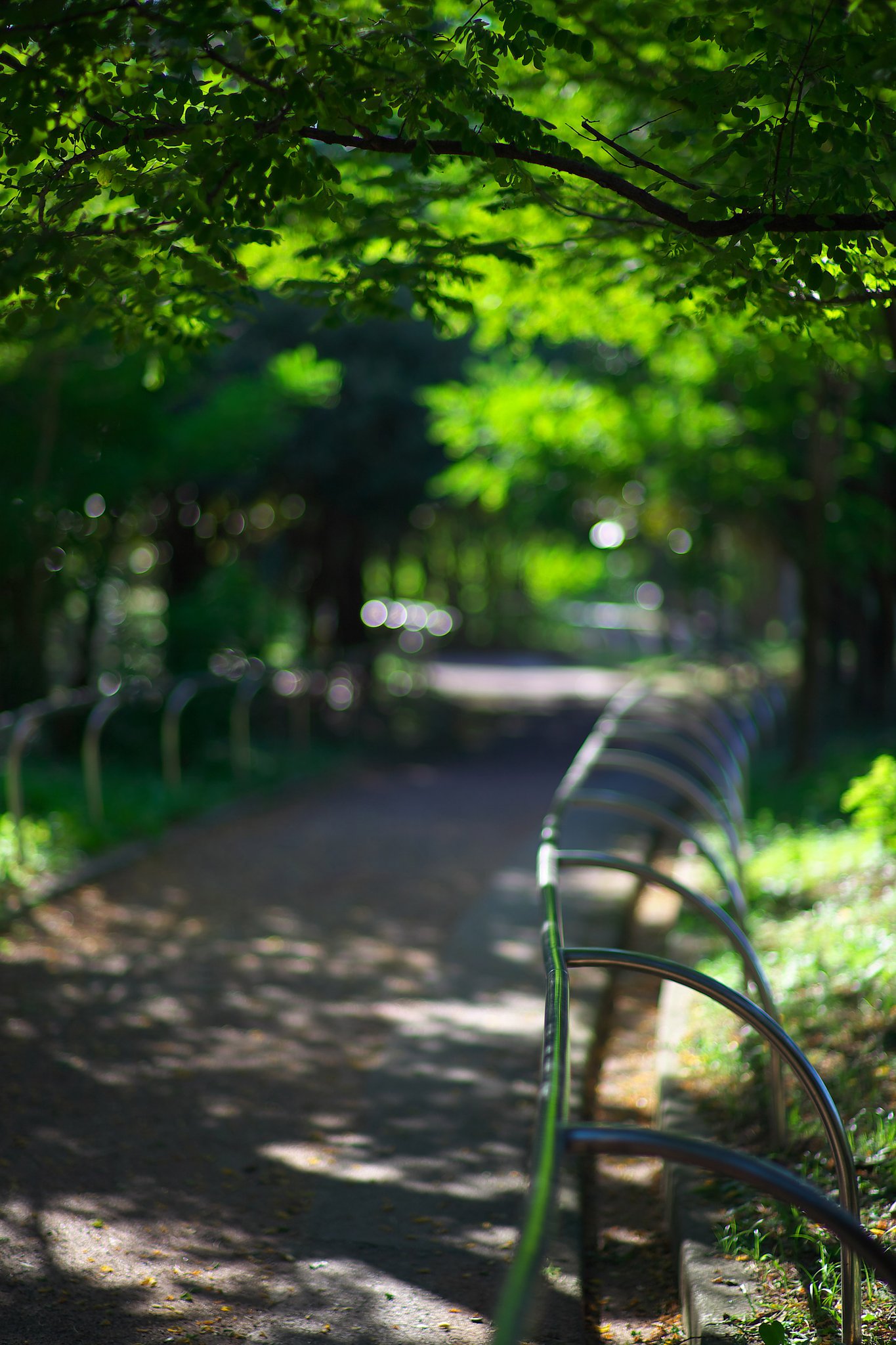 夏の終わりの散歩道